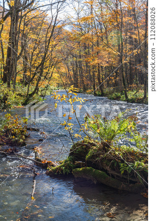 Japan, Towada City, Aomori Prefecture, autumn leaves of Oirase Stream that runs from Nenokuchi of Lake Towada to Yakeyama Japan, Towada City, Aomori Prefecture, autumn leaves of Oirase Stream that runs from Nenokuchi of Lake Towada to Yakeyama 112088026