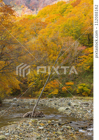Anmon River and autumn leaves along the Anmon Valley route in the Shirakami Mountains, a world heritage site in Nakatsugaru District, Aomori Prefecture, Japan Anmon River and autumn leaves along the Anmon Valley route in the Shirakami Mountains, a world heritage site in Nakatsugaru District, Aomori Prefecture, Japan 112088162