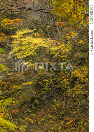 日本青森郡中津輕郡世界遺產白神山的秋葉 112088163