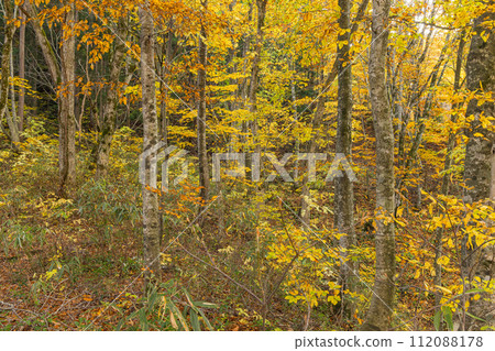 日本青森縣中津輕郡白神山的世界遺產山毛櫸林步道的風景和秋葉 日本青森縣中津輕郡白神山的世界遺產山毛櫸林步道的風景和秋葉 112088178