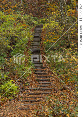 日本青森縣中津輕郡白神山的世界遺產山毛櫸林步道的風景和秋葉 112088192