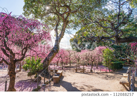 春天的結城神社，垂枝梅花盛開<三重縣津市> 112088257