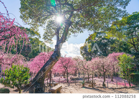 春天的結城神社，垂枝梅花盛開<三重縣津市> 112088258