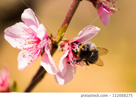 Bumblebee collects honey on peach blossom Bumblebee collects honey on peach blossom 112088275