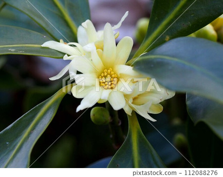 奶油色的shikimi花和綠色的花蕾 112088276