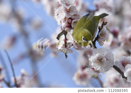White-eye crow in full bloom (spring image) White-eye crow in full bloom (spring image) 112088395