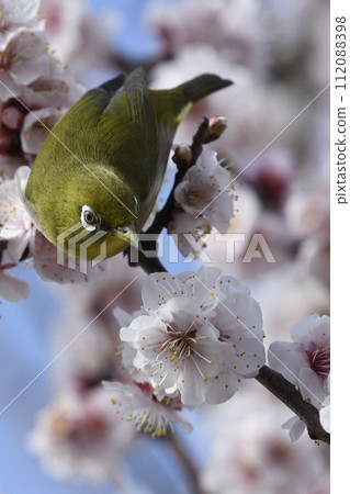 White-eye crow in full bloom (spring image) 112088398