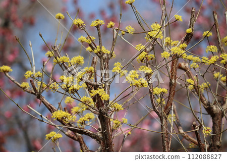 The pale yellow of cornelian is the arrival of spring - Part 1 The pale yellow of cornelian is the arrival of spring - Part 1 112088827