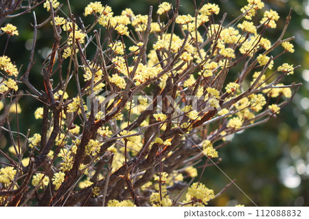 The pale yellow of cornelian is the arrival of spring. 112088832