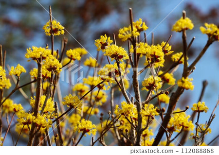 可愛球形野生蘑菇花 - 1 112088868