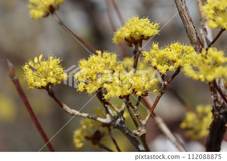 Cute ball-shaped wildflowers - Seven Cute ball-shaped wildflowers - Seven 112088875