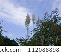 look up at the pampas 112088898