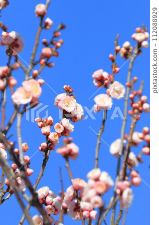 Pink plum blossoms are a sight to behold. 112088929