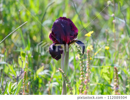 Iris purple (lat. - Iris atropurpurea), endemic in the Israel Iris purple (lat. - Iris atropurpurea), endemic in the Israel 112089304