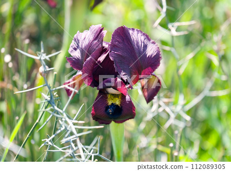 Iris purple (lat. - Iris atropurpurea), endemic in the Israel Iris purple (lat. - Iris atropurpurea), endemic in the Israel 112089305