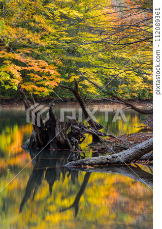 Autumn leaves reflected in the mirror surface of Kotoba Pond in Lake Juniko, a group of lakes located in the western part of the Shirakami Mountains in Fukaura Town, Nishitsugaru District, Aomori Prefecture, Japan Autumn leaves reflected in the mirror surface of Kotoba Pond in Lake Juniko, a group of lakes located in the western part of the Shirakami Mountains in Fukaura Town, Nishitsugaru District, Aomori Prefecture, Japan 112089361