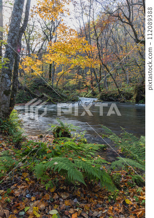 Japan, Towada City, Aomori Prefecture, autumn leaves of Oirase Stream that runs from Nenokuchi of Lake Towada to Yakeyama Japan, Towada City, Aomori Prefecture, autumn leaves of Oirase Stream that runs from Nenokuchi of Lake Towada to Yakeyama 112089388