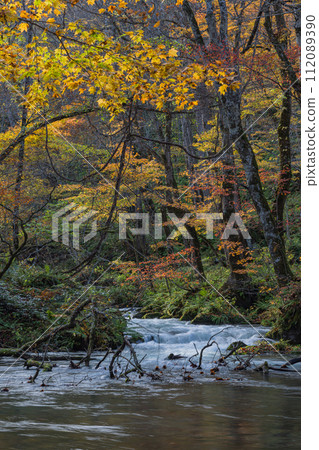 Japan, Towada City, Aomori Prefecture, autumn leaves of Oirase Stream that runs from Nenokuchi of Lake Towada to Yakeyama 112089390