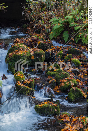 奧入瀨溪流的秋葉，從十和田湖子口流向日本青森縣十和田市燒山 112089404