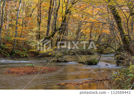 Towada City, Aomori Prefecture, Japan, the flowing flow and autumn leaves of Oirase Stream, which runs from Nenokuchi of Lake Towada to Yakeyama 112089441