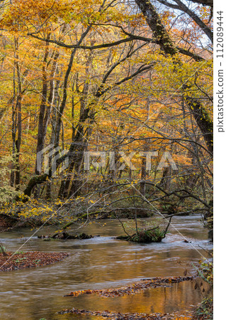 Towada City, Aomori Prefecture, Japan, the flowing flow and autumn leaves of Oirase Stream, which runs from Nenokuchi of Lake Towada to Yakeyama Towada City, Aomori Prefecture, Japan, the flowing flow and autumn leaves of Oirase Stream, which runs from Nenokuchi of Lake Towada to Yakeyama 112089444