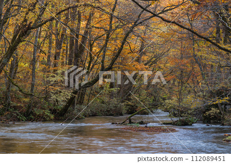 Towada City, Aomori Prefecture, Japan, the flowing flow and autumn leaves of Oirase Stream, which runs from Nenokuchi of Lake Towada to Yakeyama Towada City, Aomori Prefecture, Japan, the flowing flow and autumn leaves of Oirase Stream, which runs from Nenokuchi of Lake Towada to Yakeyama 112089451