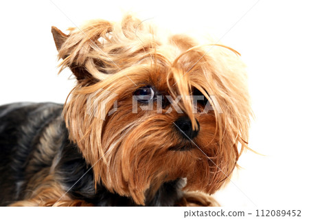 A Little Scared Dog 112089452