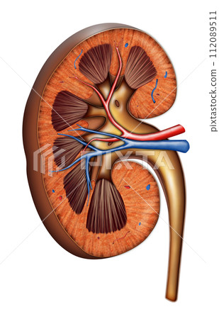Kidney anatomy Kidney anatomy 112089511