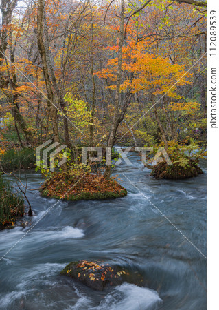 日本青森縣十和田市，從十和田湖子口流向燒山的奧入瀨溪流的水流和秋葉 112089539