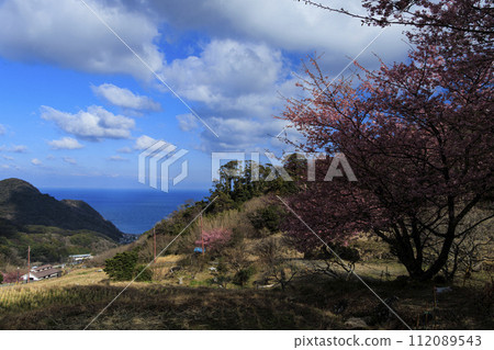 靜岡縣松崎町石部梯田的早春,眺望駿河灣(還可以看到富士山) 靜岡縣松崎町石部梯田的早春,眺望駿河灣(還可以看到富士山) 112089543