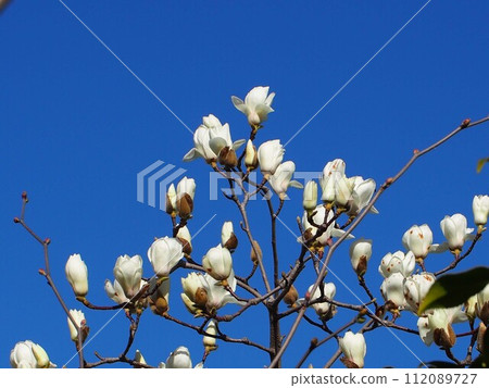 White kobushi flowers bathed in the blue sky and early spring sunlight (Xinyi branches with flowers and buds) 112089727