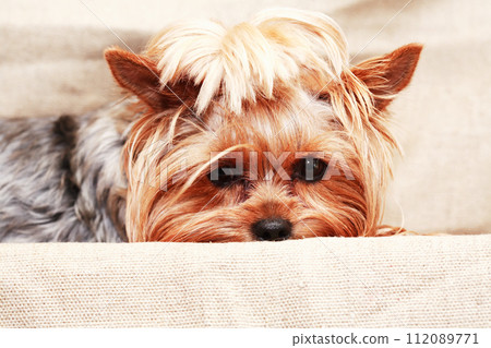 Funny Little Dog Funny Little Dog 112089771