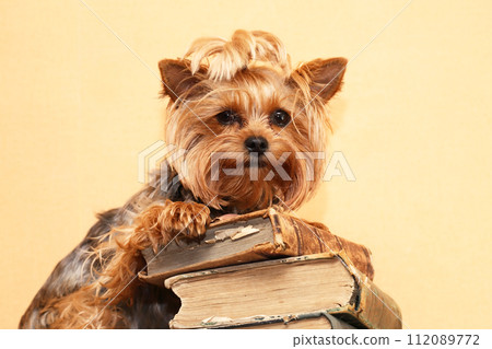 A Very Smart Dog 112089772