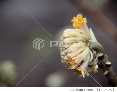 Mitsumata began to bloom on a cloudy February day Mitsumata began to bloom on a cloudy February day 112089791