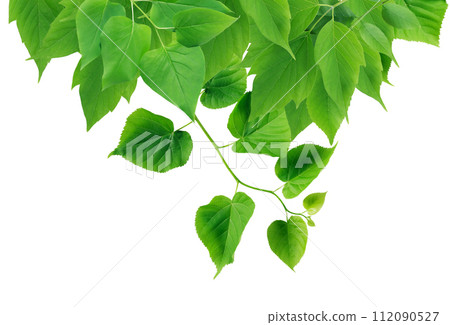 Green Leaves Border 112090527