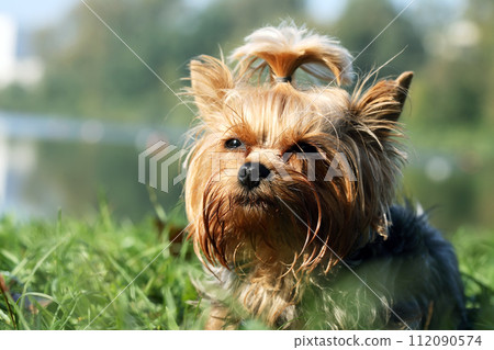 Small Dog In Nature 112090574