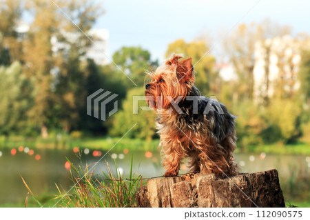 Small Dog In Nature 112090575