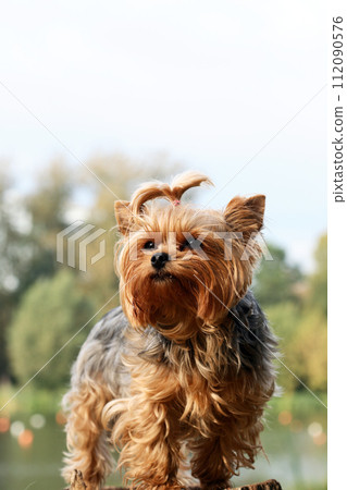 Small Dog In Nature 112090576