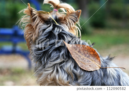 Small Dog In Nature 112090582