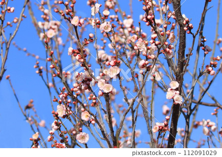 Pink plum blossoms are a sight to behold. 112091029