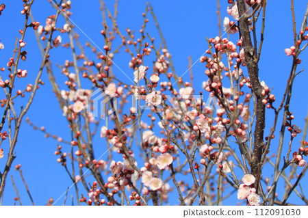 Pink plum blossoms are a sight to behold. Pink plum blossoms are a sight to behold. 112091030