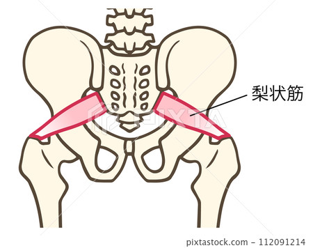 piriformis muscle 112091214