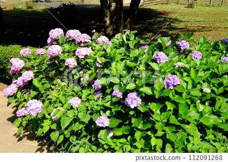 繡球花的風景 [相模原市津久井 6 月] 112091268