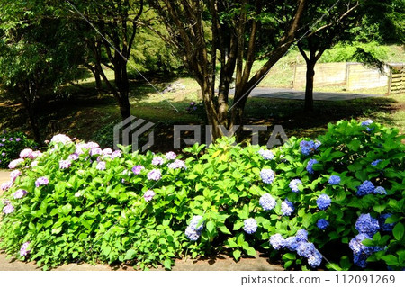 有繡球花的公園[相模原市津久井6月] 112091269
