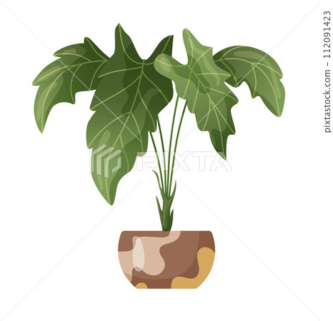 Houseplant plant growing in pots. Beautiful home decorations, plants isolated on white background. Cartoon flat illustration. Houseplant plant growing in pots. Beautiful home decorations, plants isolated on white background. Cartoon flat illustration. 112091423