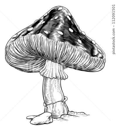 Mushroom Toadstool Fly Agaric Amanita Muscaria 112091501