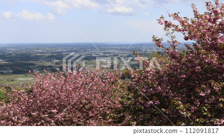 Double cherry blossoms and view of Mt. Atago, Kasama City Double cherry blossoms and view of Mt. Atago, Kasama City 112091817