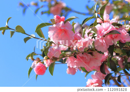 Pink sasanqua flowers in full bloom 112091828
