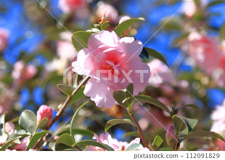 Pink sasanqua flowers in full bloom 112091829