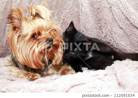 Kitten And Dog 112091834